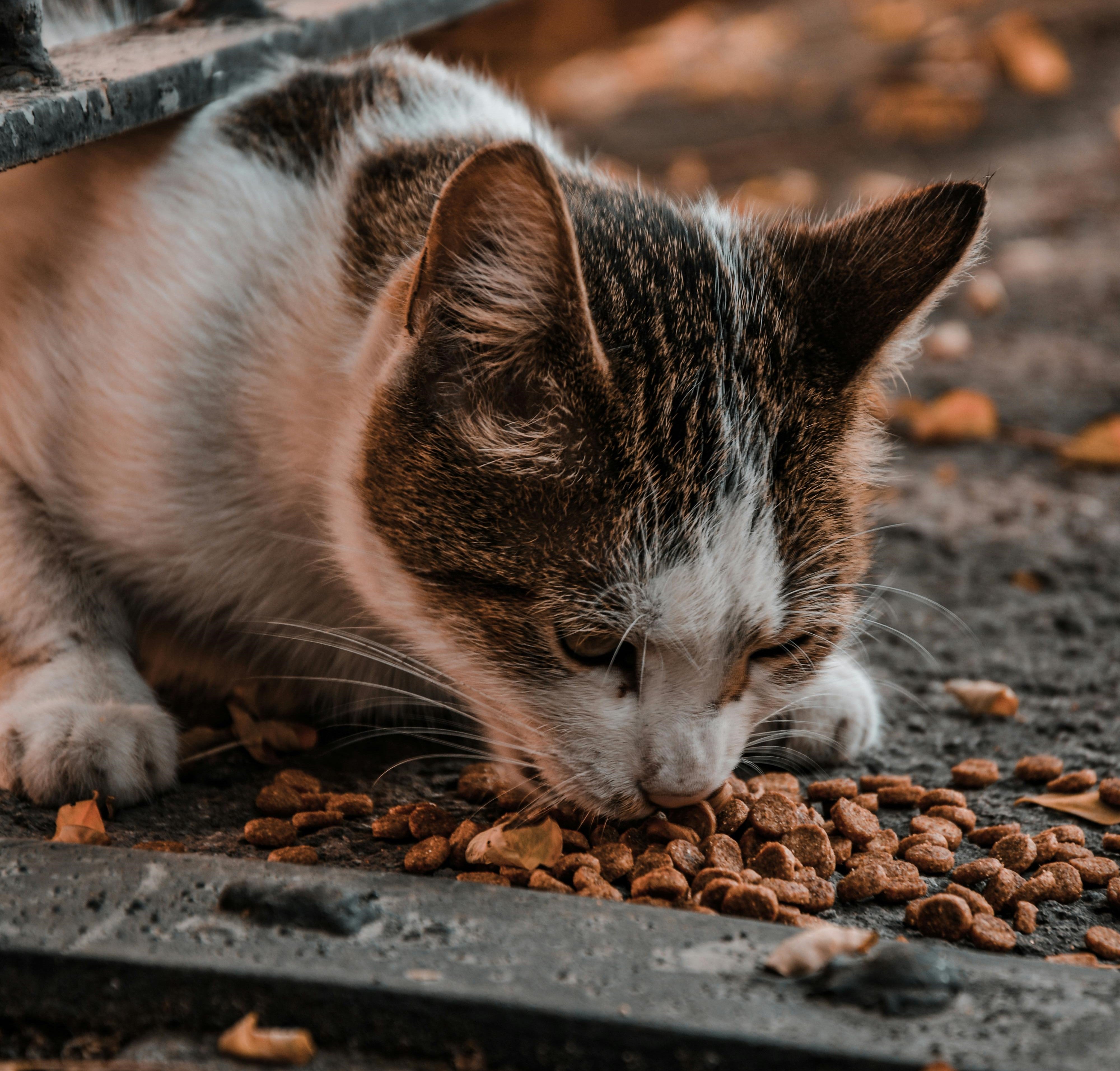 Acana Cat Food Review: Is It the Best Choice for Your Feline Friend?