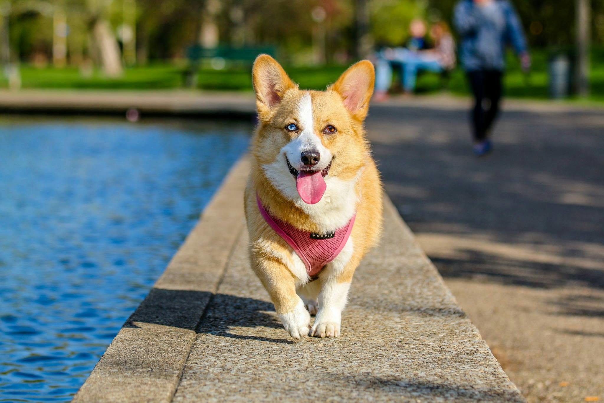 The Benefits of Regular Exercise for Your Pet