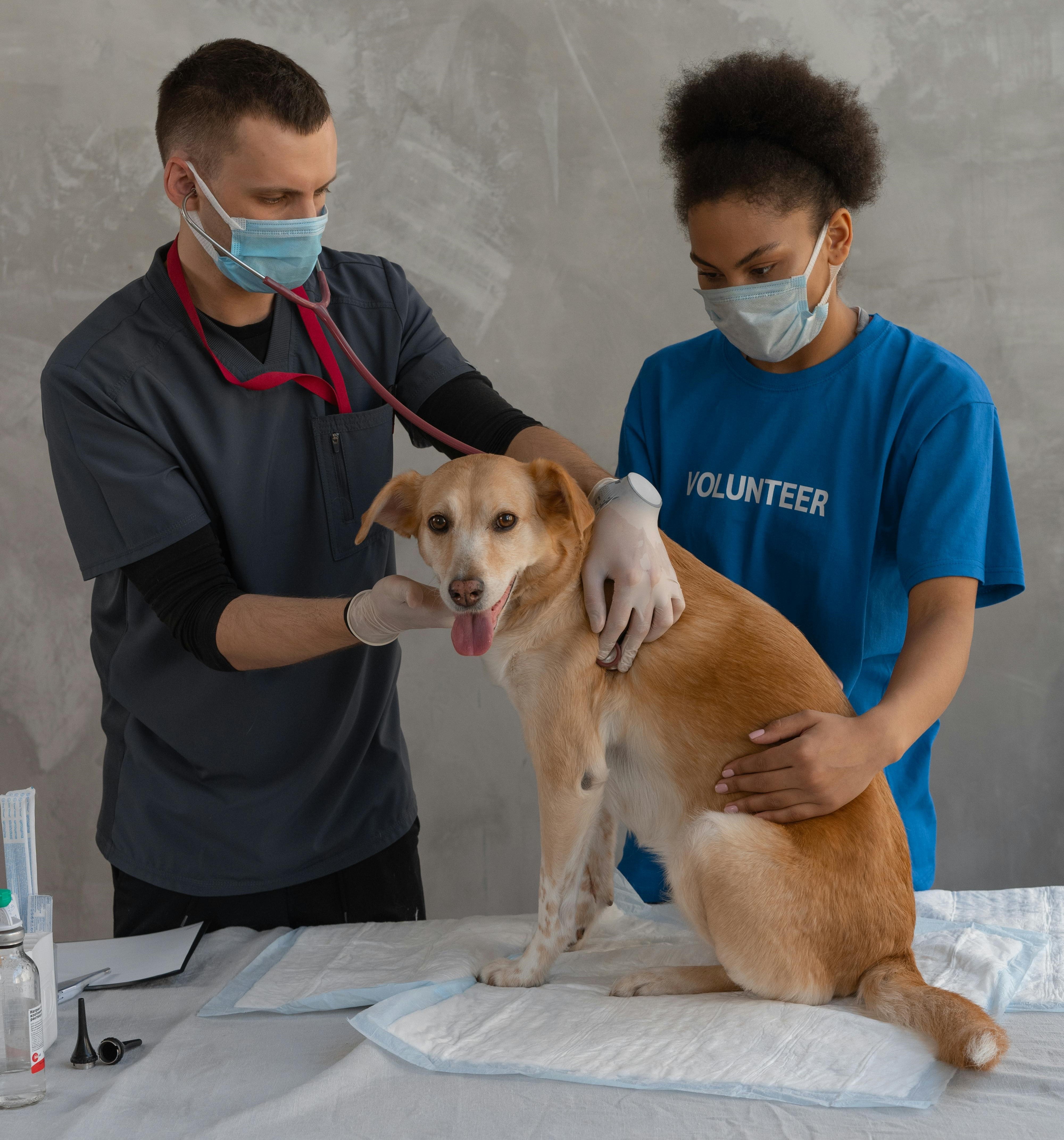 The Benefits of Spaying and Neutering Your Pet