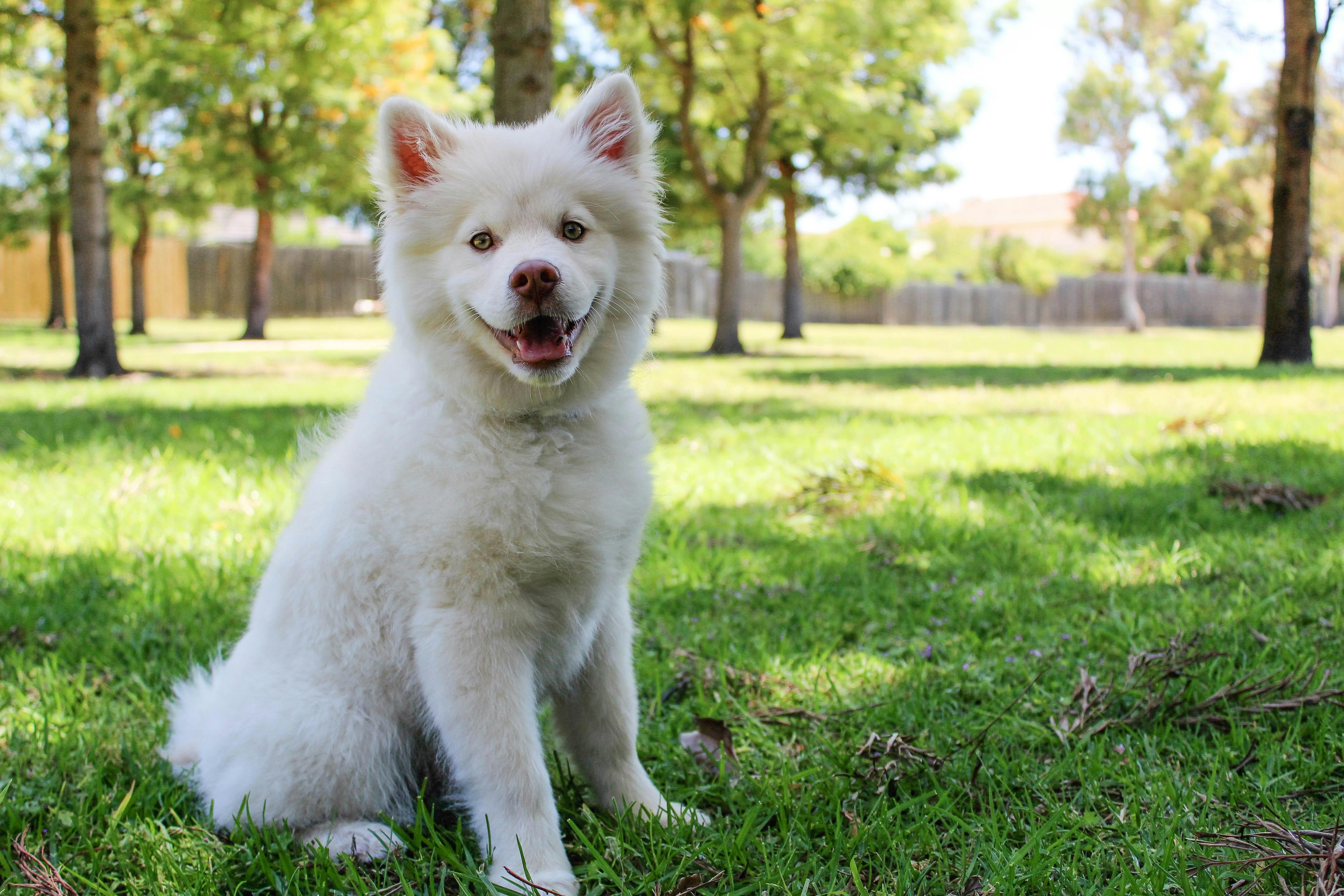 10 Tips for Keeping Your Pet Cool During Hot Summer Days