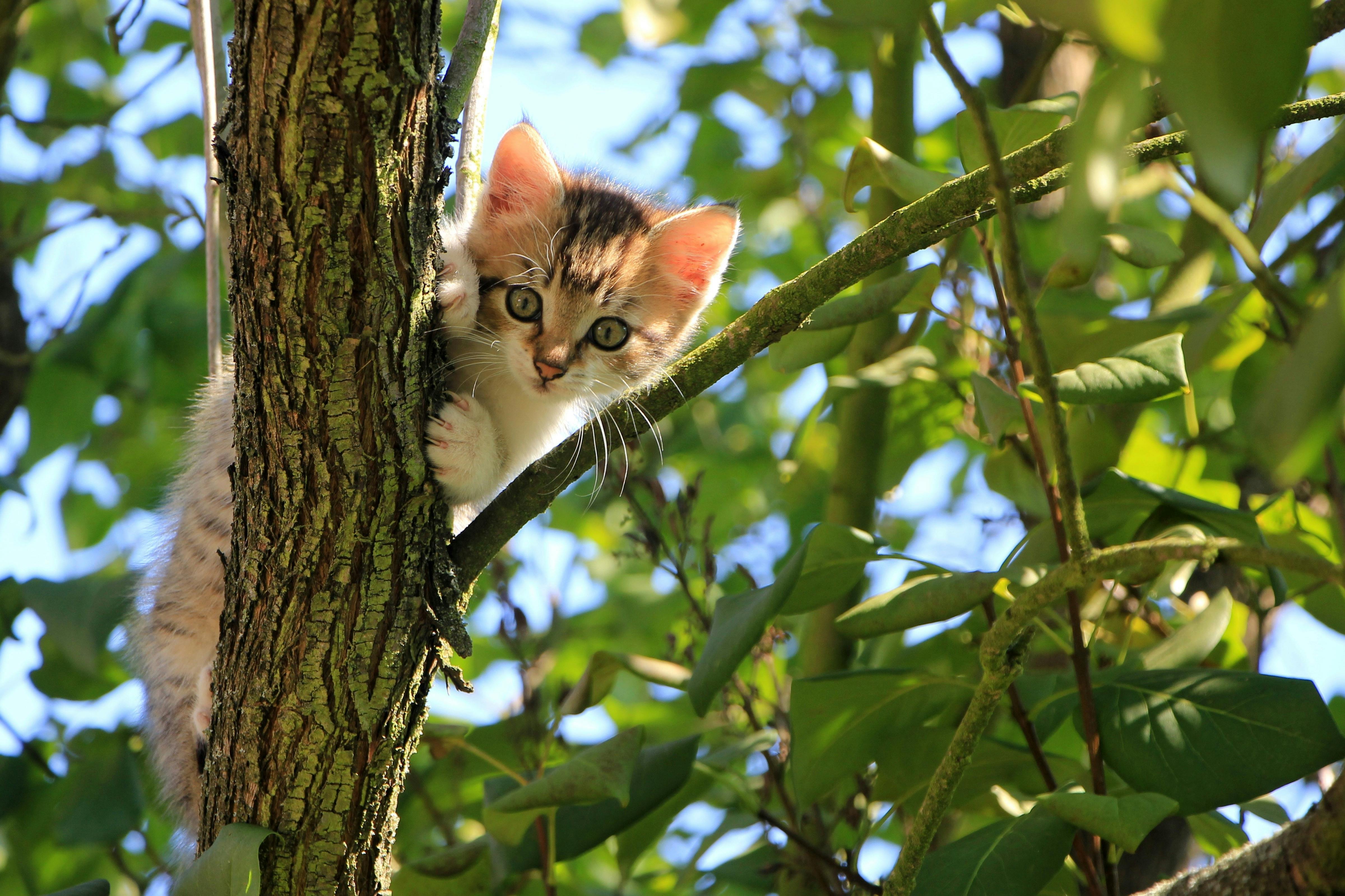 How to Ensure Your Cat's Mental and Physical Well-Being