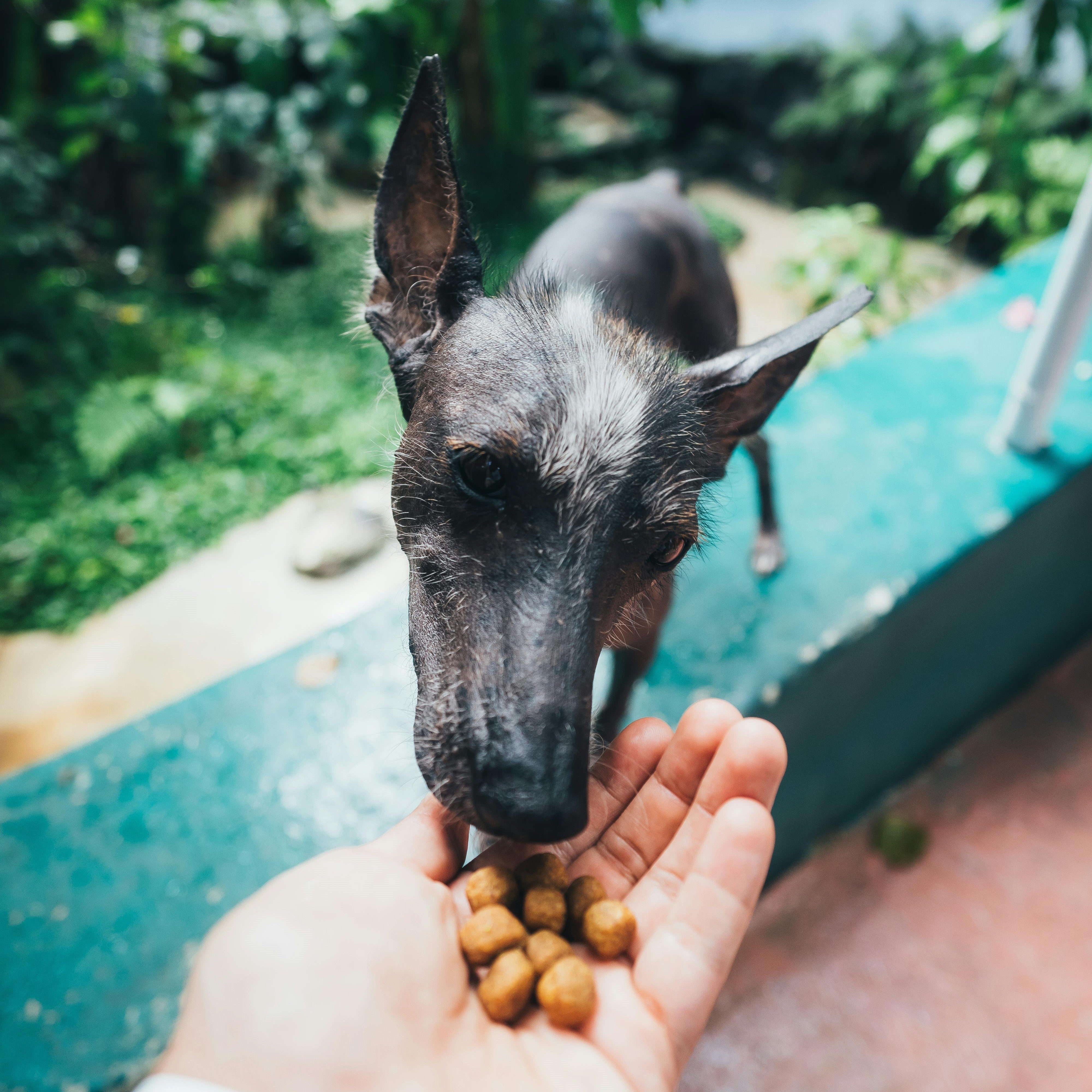 How to Choose the Best Pet Food: A Guide for Pet Owners