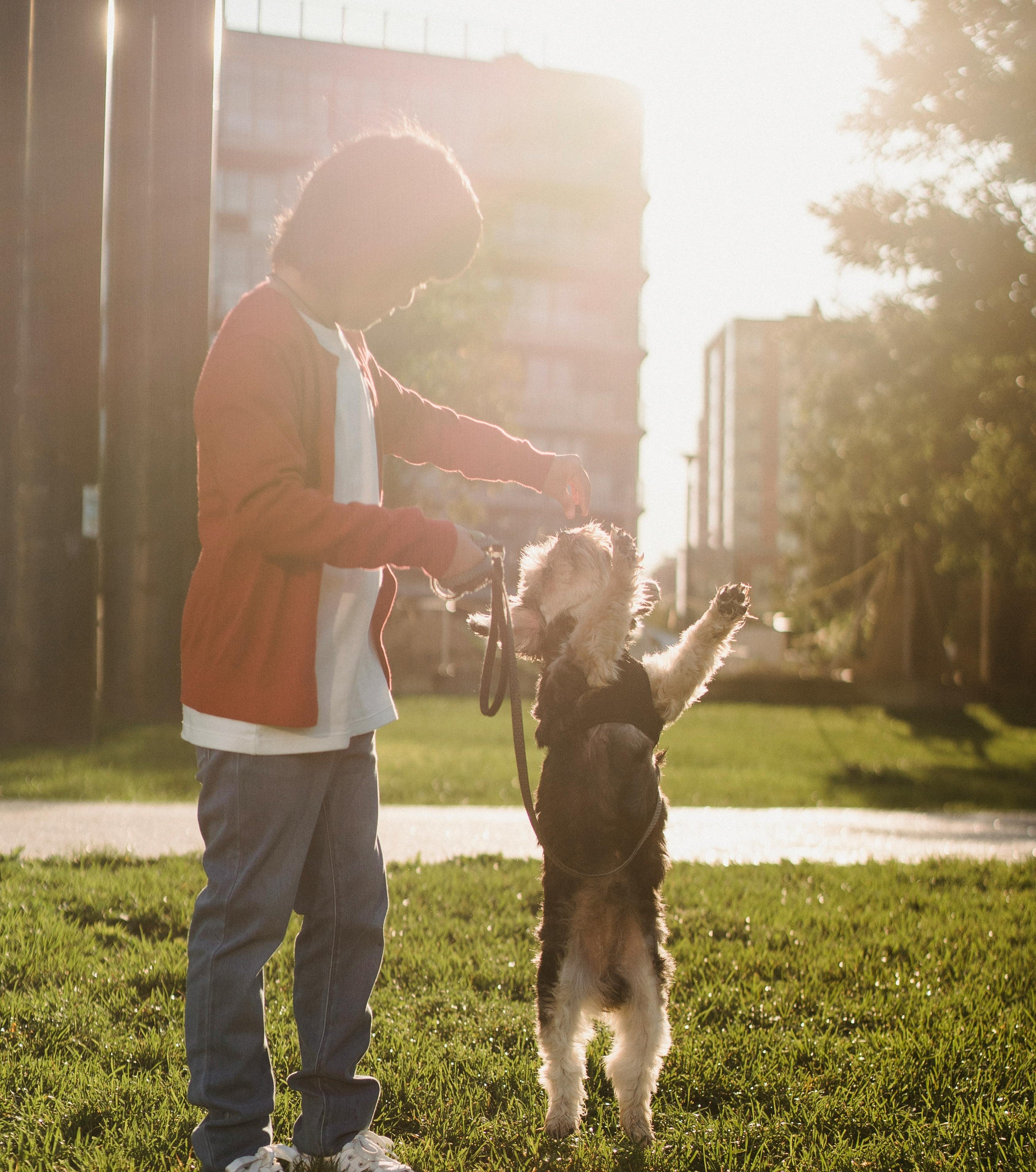 Top 5 Tips for Training Your New Puppy