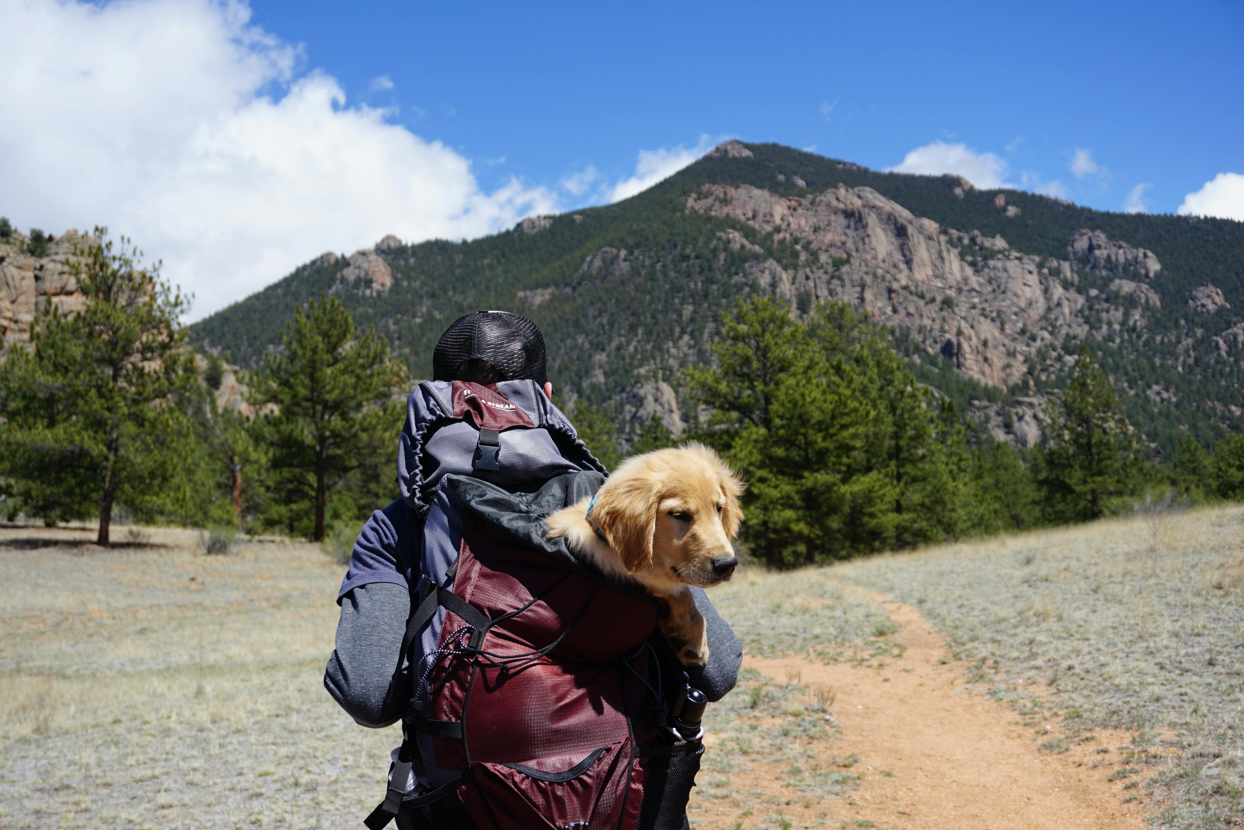 10 Essential Tips for Traveling with Your Pet