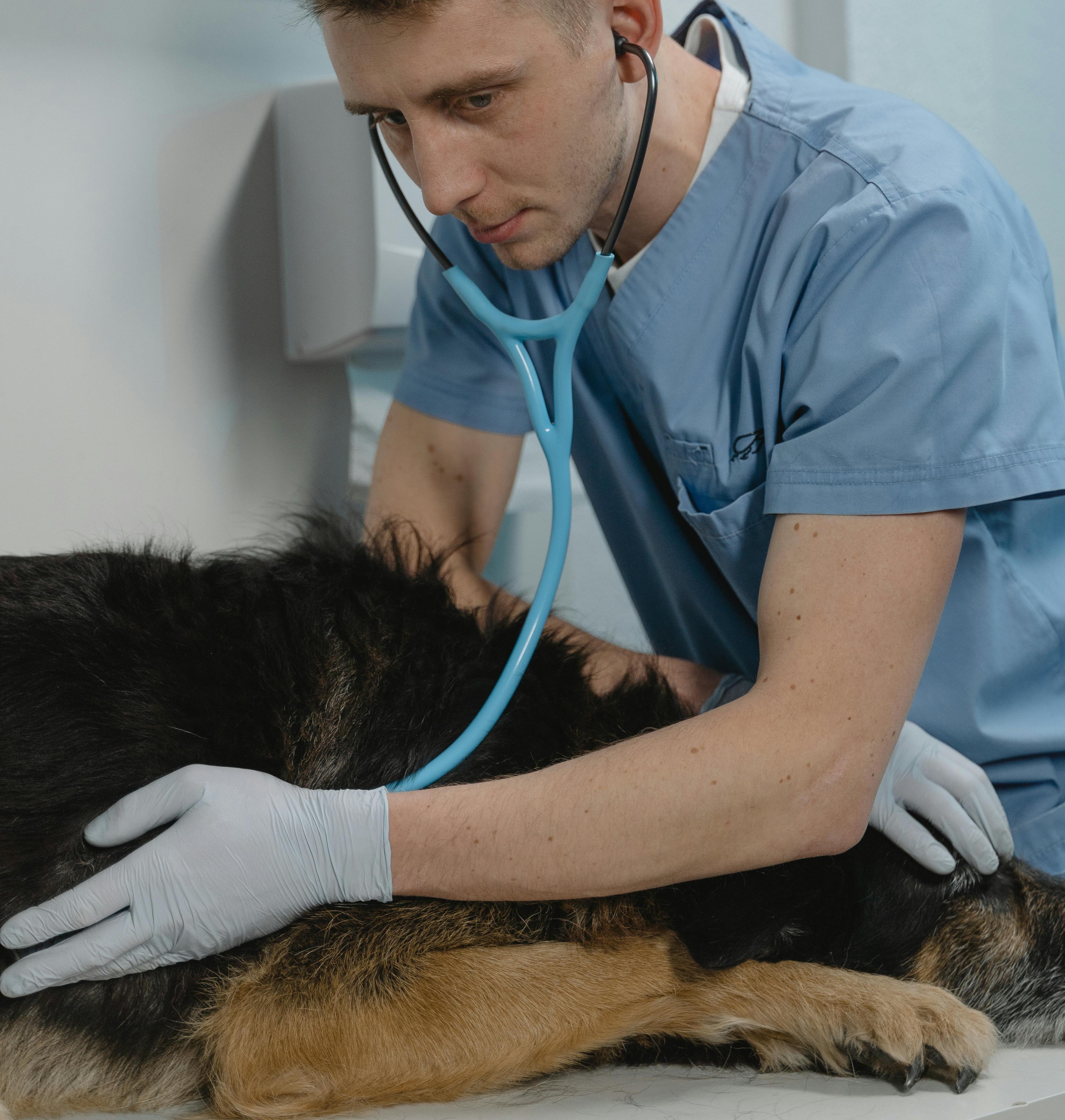 The Importance of Regular Vet Visits for Your Pet