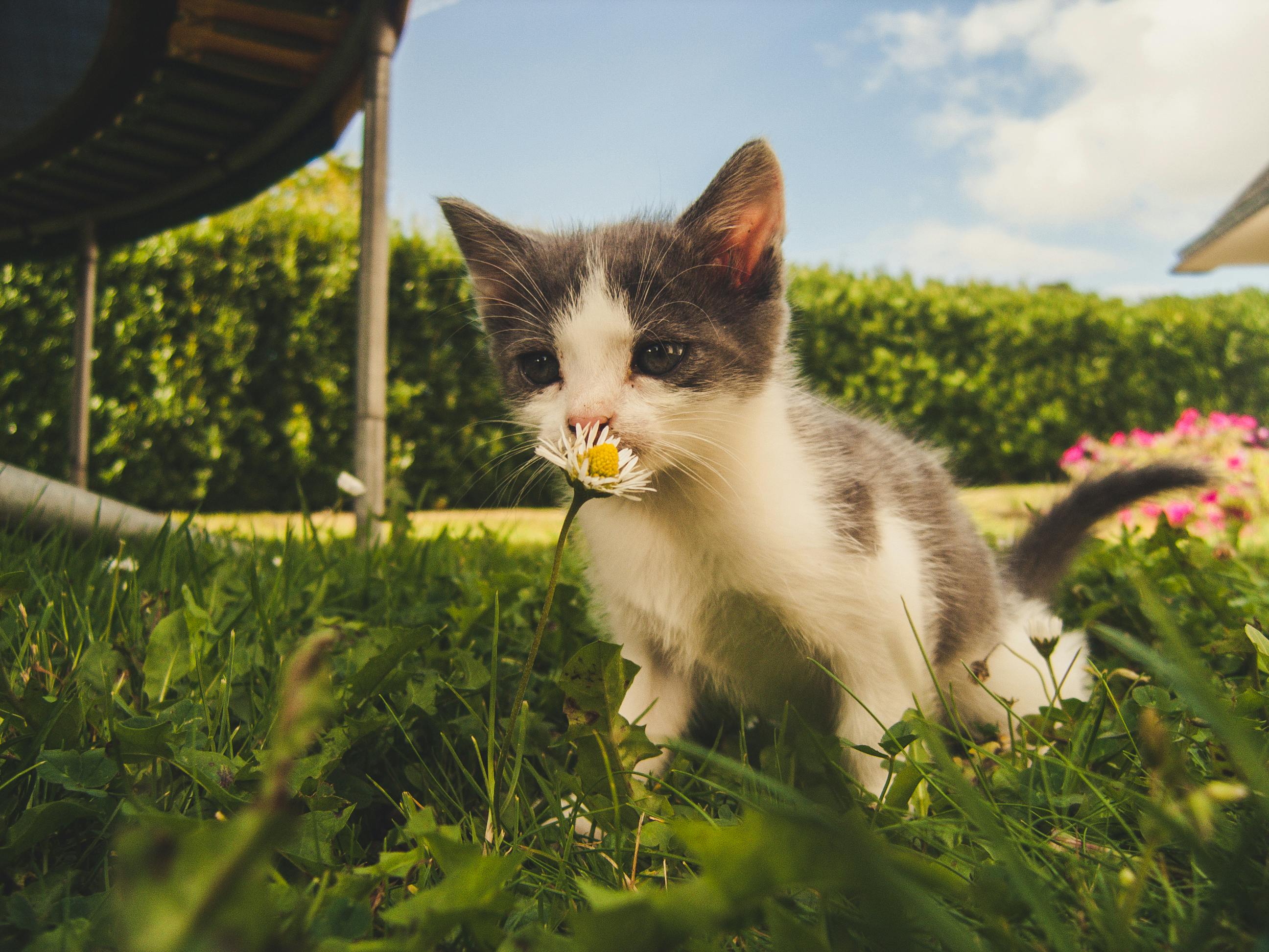 How to Create a Pet-Friendly Garden: Tips for a Safe and Enjoyable Outdoor Space